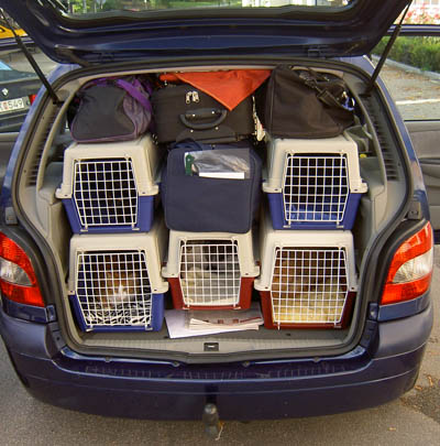 Fullpackad bil med öppen baklucka. Fem kattburar staplade bredvid, mellan och på varandra och sen massa packning.